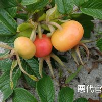 ハマナス,ハマナスの画像