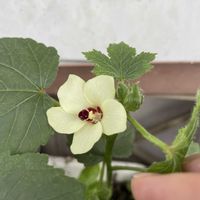 パセリ,オクラの花,とろとろ炒めナス,ミニトマト こあまちゃん,咲いた！の画像
