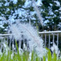 紫陽花,旅人の木,紫陽花 天照太御神,ヤマアジサイ,花のある暮らしの画像