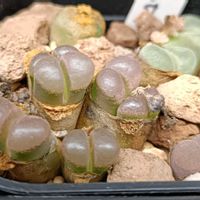 メセン,コノフィツム属,お尻の日,おしりの日の画像