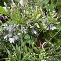 アガパンサス,アガパンサス,アガパンサス　ファイヤーワークス,鉢植え,夏の花の画像