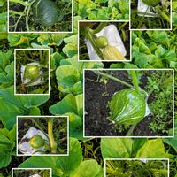 かぼちゃ,家庭菜園,畑の画像