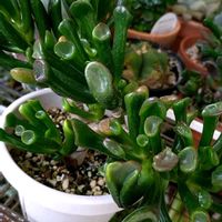 ゴーラム,ゴーラム（宇宙の木）,多肉植物の画像