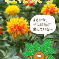 ベニバナ,ボンビシナ,紅花,多肉植物,エケベリア属の画像