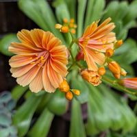 レウィシア,植物が好き,庭の画像