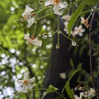 テイカカズラ,チーム高尾山の画像