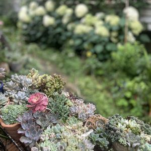 アナベル,多肉植物いろいろ,多肉植物,多肉棚,ウッドデッキの画像