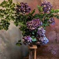 ドウダンツツジ,紫陽花,紫陽花マジカル,マジカルチョコレート,アジサイ・マジカルチョコレートの画像