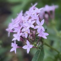 クランベリー,ペンタス,ハツユキソウ,花と緑のある暮らしの画像