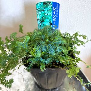 レインボーファン,レインボーファン（コンテリクラマゴケ）,観葉植物,コンテリクラマゴケ,ジャングル化計画の画像