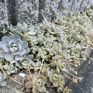 子持ち蓮華,コモチレンゲ,多肉植物,放置多肉,和の趣の画像