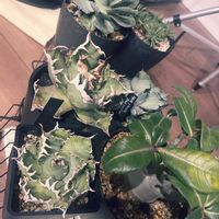 アガベ,ユーフォルビア・峨眉山,アデニウム アラビカム,CAM植物の画像