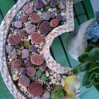 リトープス,多肉植物いろいろ,コノフィツム 翡翠玉,コノフィツム パゲアエ,モモハナの画像