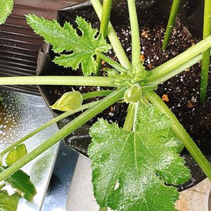 ズッキーニ,ズッキーニ,自家製野菜,夏野菜,植中毒の画像