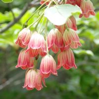 ツツジ,レンゲツツジ,サラサドウダン,湯ノ丸高原,登山道の花の画像