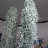 ウスネオイデスの画像