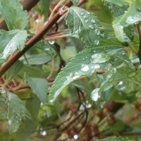 コデマリ,コデマリの葉,雨上がり,Juneの会,水滴の水曜日の画像