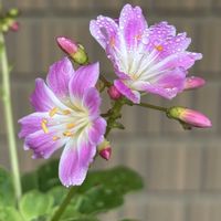 レウィシア,スマホ,水滴の水曜日,小さな庭の画像