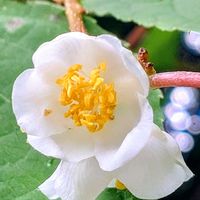 マタタビ,木天蓼（モクテンリョウ）・マタタビ,ナツウメ＊マタタビ,白い花,里山の画像