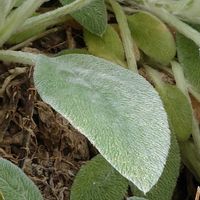 ラムズイヤー,癒される,感謝,花のある暮らし,しあわせの画像