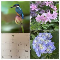 ザクロ,ラムズイヤー,シルクジャスミン,ミニバラ  乙女心,今日のお花の画像