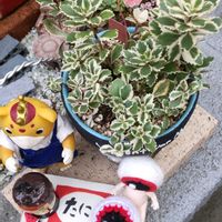 ツメレンゲ,アトランティス,ブースカ,繋がりに感謝✨,がんに負けるな！の画像