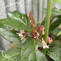アサガオ,コンボルブルス,ニオイバンマツリ,ヤブコウジ,お花大好き♡の画像