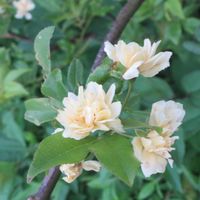 モッコウバラ,近くの公園の画像