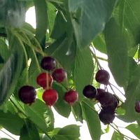 ジューンベリー,ジューンベリー,季節の花,花のある暮らし,北海道の画像