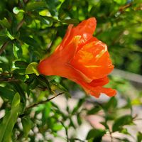 ザクロ,植木鉢,GSのみなさんに感謝♡,オレンジ色の花,素敵な出会いに感謝の画像