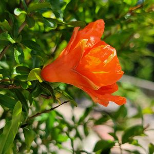 ザクロ,植木鉢,GSのみなさんに感謝♡,オレンジ色の花,素敵な出会いに感謝の画像