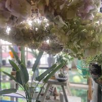 ストレリチア,紫陽花,四季咲きアジサイ 霧島の恵,紫陽花 霧島の恵,紫陽花の挿木の画像