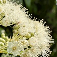 レモンマートル,白い花,清々しい,爽やか,素敵✨✨✨の画像