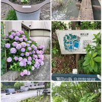 アジサイ,コキア,シダ,ナンキンハゼ,滋賀県大津市の画像