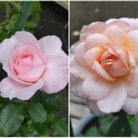 クレマチスロウグチ,クレマチステッセン,クレマチステッセン,クレマチスニオベ,バラ フリュイテの画像