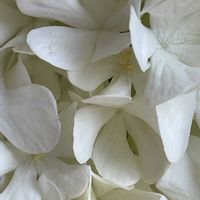 オオデマリ,花壇,ガーデニング,山野草,樹木の画像