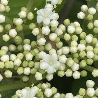 ガマズミ,山野草,樹木,里山,庭木・花木の画像