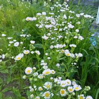 紫陽花,紫陽花,プラタナス,プラタナス,ヒメジョオンの画像
