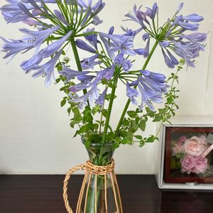 アガパンサス,リビングに,涼しげ,水色のお花,ウチのお花の画像