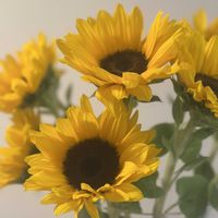 ヒマワリ,お花屋さん,花のある暮らし,ガラスの花瓶,町のお花屋さんの画像