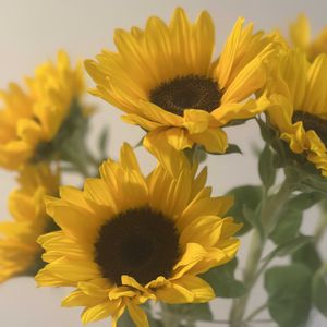 ヒマワリ,お花屋さん,花のある暮らし,ガラスの花瓶,町のお花屋さんの画像