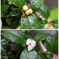 チェッカーベリー,チェッカーベリーの花,チェッカーベリーの実の画像