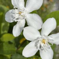 セイロンライティア,マイガーデン,花のある庭,おうち園芸,庭の画像