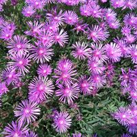 ナンテン,マツバギク,南天の花,カタバミ,イモカタバミの画像