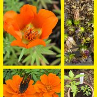 マリーゴールド,ランタナ,紫陽花,紫陽花,ホーリーバジルの画像