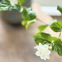 ピカケ,ピカケ,アラビアジャスミン 茉莉花,ハワイアンプランツの画像