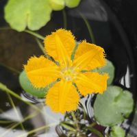 アサザ,水生植物,ビタミンカラー,花のある暮らし,めだかのいる暮らしの画像