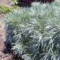 アサギリソウ,花壇,おうち園芸,庭の画像