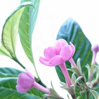 ルクリア,ルクリア (アッサムニオイザクラ),ピンクの花,かわいい♡,世界平和の画像