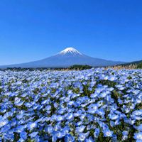 ネモフィラ,ネモフィラ,富士山,富士山,そらの画像